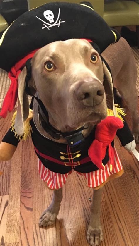 Pet Costumes Image By Randon Storms On Weimaraners Dog Love Cute Dogs