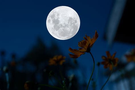 Eclissi Lunare Penombrale E Luna Piena Dei Fiori Di Oggi 5 Maggio 2023