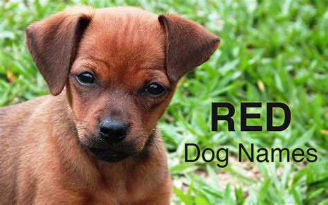 Dog Names Great Ideas For Naming Your Puppy The Happy Puppy Site