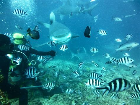 Experience exceptional personal service in one of the most exclusive locations on earth. Tauchen auf den Fiji Inseln - Beqa Lagoon - Happybackpacker