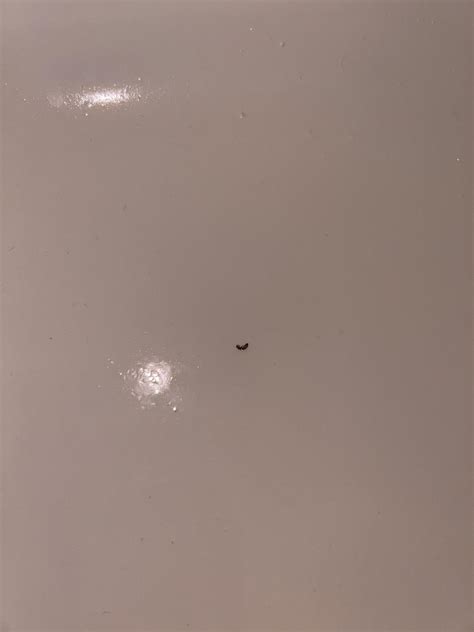 What Are These Bugs Coming From My Bathtub Drain Starting To Find Them