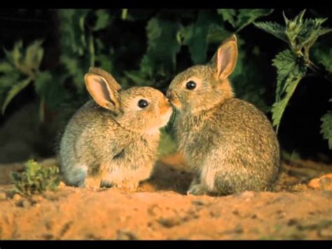 Rabbits Kiss Youtube