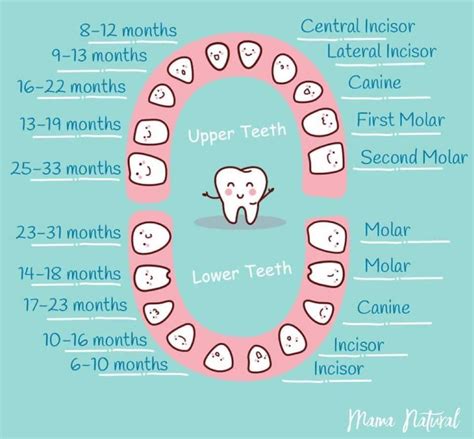 Teething Schedule Teething Chart Baby Teething Chart Baby Tooth Chart