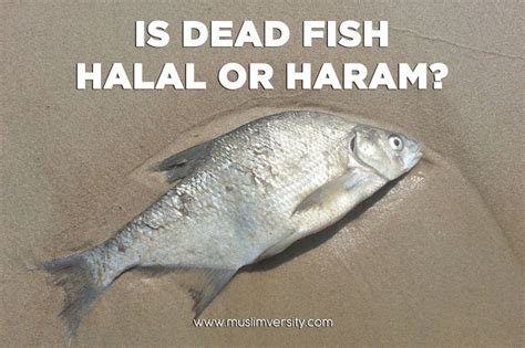 Therefore they will not be regarded as fish. Is Seafood Halal? (Crab, Lobster, Shark, Octopus, Oyster ...