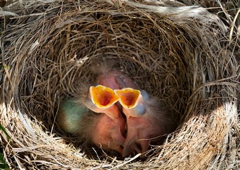 Premium Photo Baby Blackbirds In The Nest