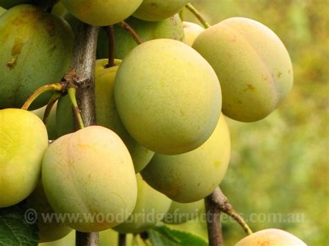 Coes Golden Drop Plum Dwarfing Woodbridge Fruit Trees