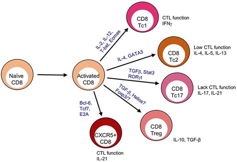 Frontiers Cxcr5 Cd8 T Cells Protective Or Pathogenic