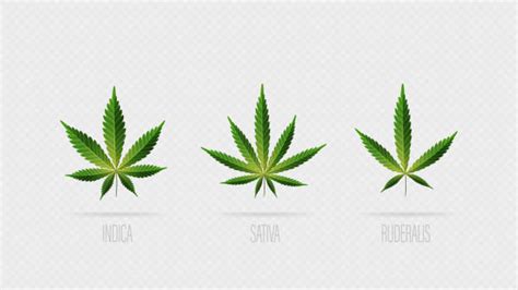 Cannabis Sativa Vectoriels Et Illustrations Libres De Droits Istock