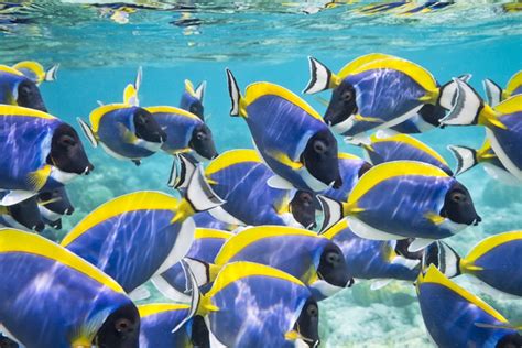 11 Common Fish Species That Youll See While Snorkelling In Maldives