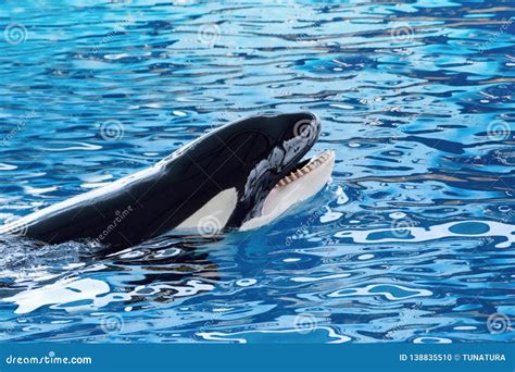 The Killer Whale Or Orca Orcinus Orca Stock Photo Image Of Aquatic