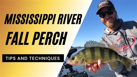 Fall Perch On Mississippi River Pool 9 Featuring Dws Outdoors