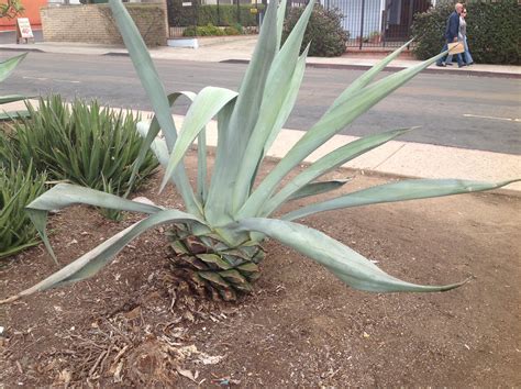 Candelabra trees are like the saguaro of houseplants: Looks like a big pineapple | Cactus and palm trees ...