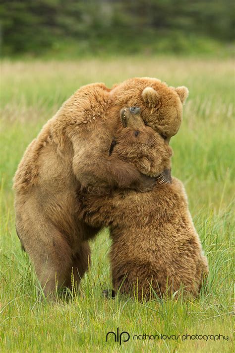 Brown Bears Mating Behavior 3899 Lovas Nathan Lovas Photography