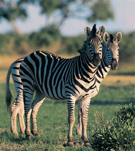 Zebra description habitat image diet ? Israbi: Facts Where Do Zebras Live