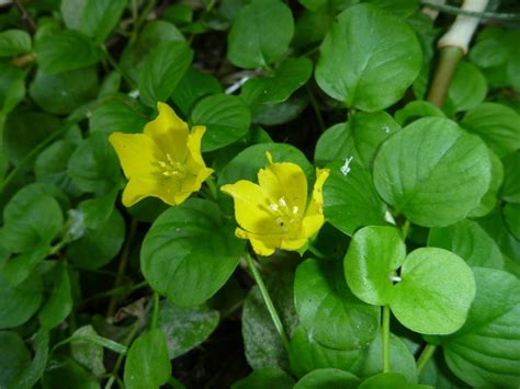 The flowers are easy to recognize by their eight to 12 yellow petals arranged symmetrically be sure you have properly identified your weeds as lesser celandine, as there are other plants that resemble it. Aggressive ground covers may really be invasive weeds ...