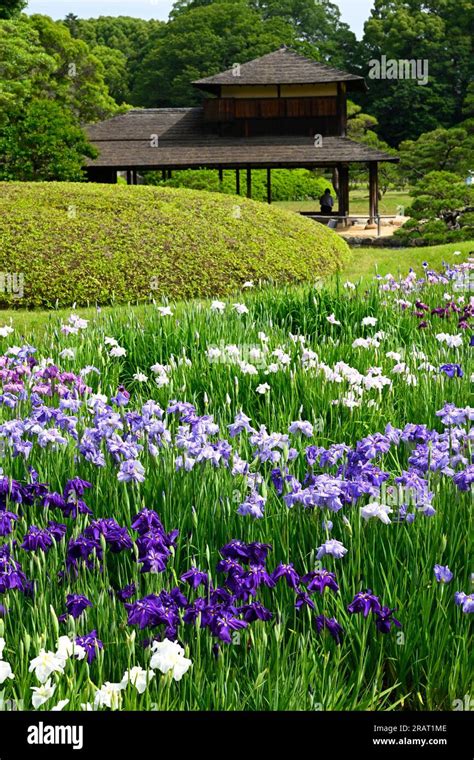 Irises In Early Summer At Okayama Korakue Japanese Garden Okayama