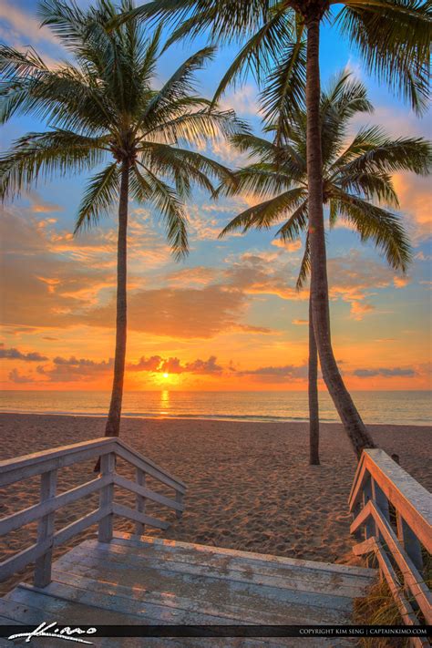 Hollywood Beach Coconut Tree Sunrise South Florida Royal Stock Photo