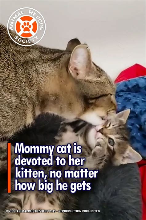 Mommy Cat Is Devoted To Her Kitten No Matter How Big He Gets Cats Kitten Mama Cat