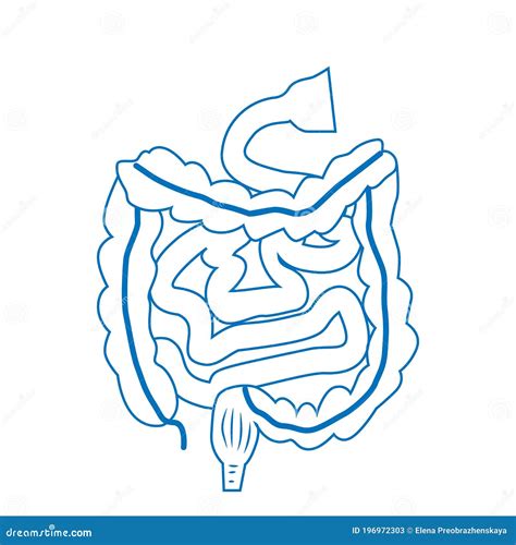 Intestines Digestive System Isolated Sketch Internal Organs Vector