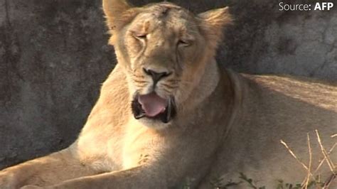 Asiatic Lion Population In Gujarat Touches 523 Youtube