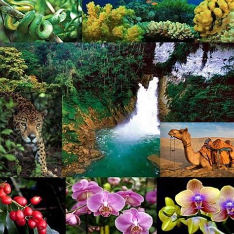 Flora Y Fauna Collage