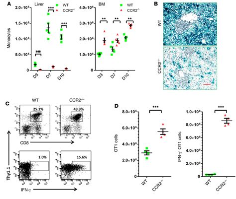 Recruitment Of Ly6c Hi Monocytes To The Liver Upon Adenoviral Infection