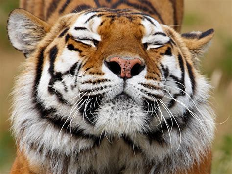 Pictures Tigers Big Cats Snout Animal 600x450
