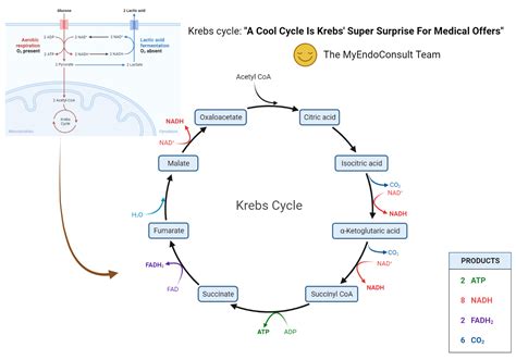 Krebs Cycle Mnemonic My Endo Consult