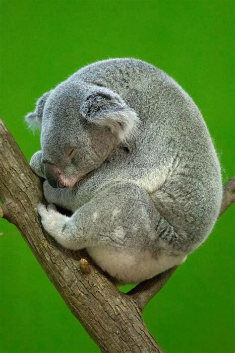 Cute Koala Bear Sleeping On A Tree Branch Against A Green Screen Stock