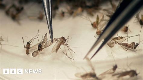 Zika Virus Sexual Transmission More Common Than Thought Bbc News
