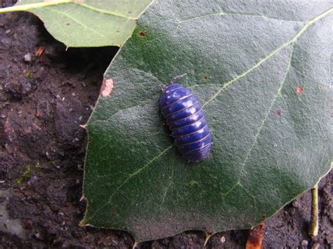 Rolly Pollies ate my Vincas in 2 days flat! Inner Child, Yardage, Zoo