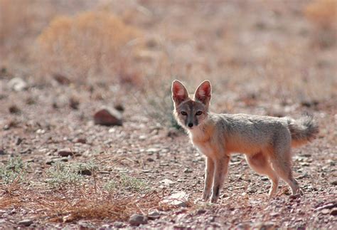 Kit Fox In New Mexico Flickr Photo Sharing