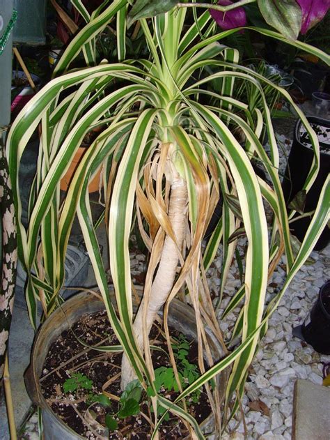 It already grew the spike for flowering just since we plated it. The Plant Princess: Variegated Ponytail Palm