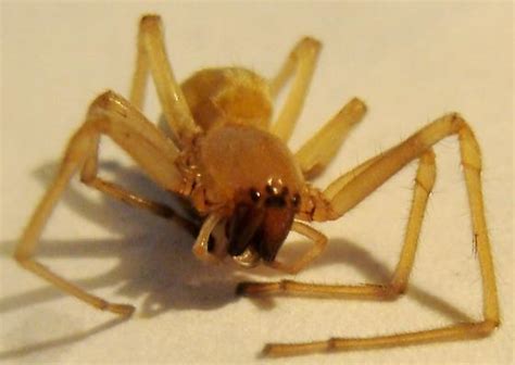 Longlegged Sac Spider Cheiracanthium Mildei Bugguidenet