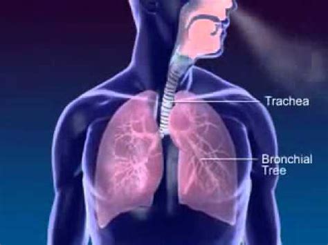 Through the good ol' respiratory system! Respiration 3D Medical Animation.wmv - YouTube