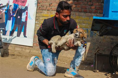 Rescue Help Injured Animals In Udaipur Animal Aid Unlimited