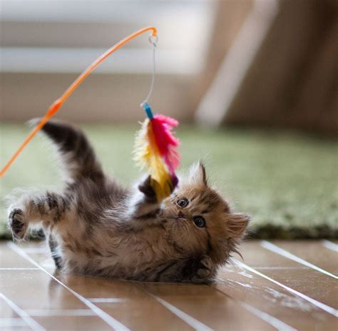 Playtime 101 — How To Play With Your Cat Relax My Cat Medium