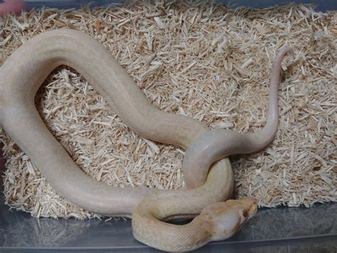 Pearl Granite Burmese Python By Kaptive Keepers Morphmarket