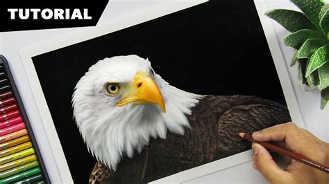 How To Draw An Eagle With Colors Tutorial For Beginners Youtube