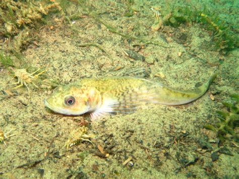 Fishes Of Lake Baikal