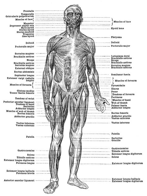 Below are two human body muscle diagrams, showing the front and back of the body. June 2012 - Workers' Compensation Watch