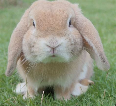 Holland Lop Rabbit Pet Rabbits Org Everything You Should Know