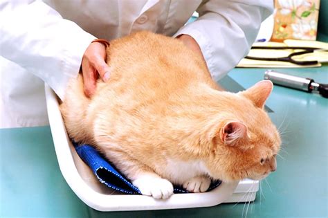 could your cat be overweight here s how to tell clemmons vet
