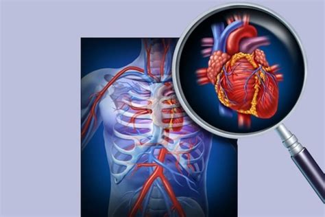 Guia Completo Sobre O Sistema Cardiovascular Tua Saúde