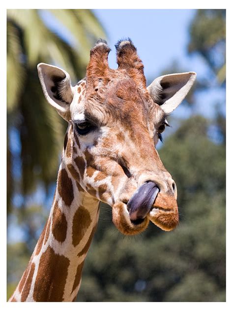 7 Things Youve Always Wondered About Giraffes