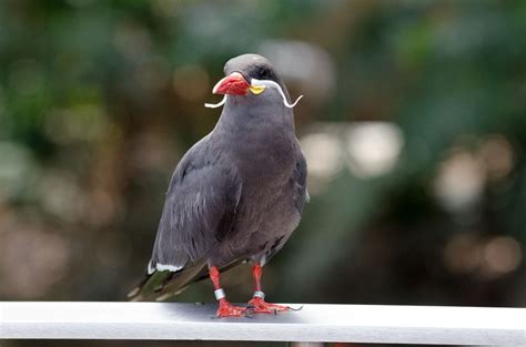 Inca Tern The Bird With A Magnificent Moustache Amusing Planet