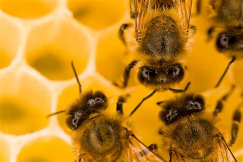 Why Do Bees Make Honey New Scientist
