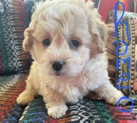 Miniature Poodle For Sale In Mount Pleasant 2 Petzlover