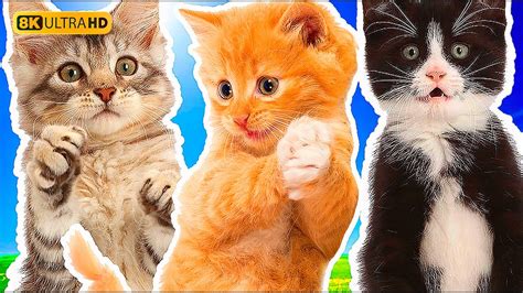 Kittens Play So Funny 8k Hd Video Cat Sounds Kittens Playing Youtube