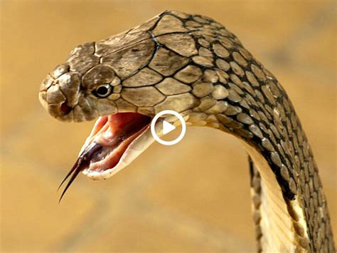 10 Most Poisonous Snakes 90 Percent Of Snakes Die After Drinking Milk